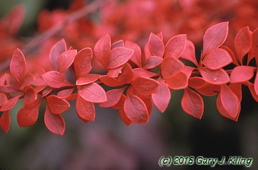 Berberis thunbergii 'Golden Ring'