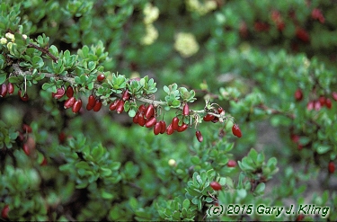 Berberis thunbergii 'Kobold'