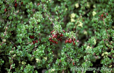 Berberis thunbergii 'Kobold'