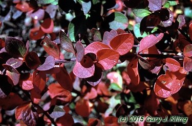 Berberis x 'Tara' (Emerald Carousel [R])