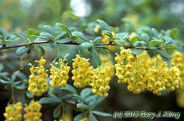 Berberis koreana
