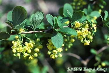 Berberis koreana
