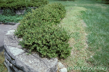 Berberis thunbergii 'Kobold'