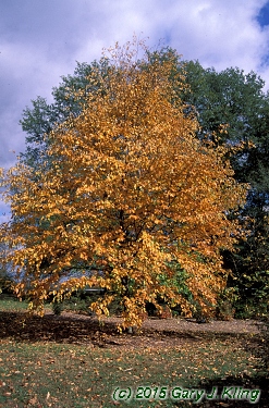 Betula lenta