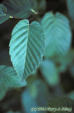 Betula lenta
