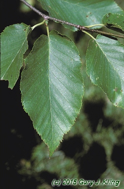 Betula lenta