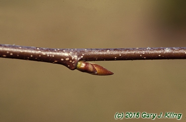 Betula lenta
