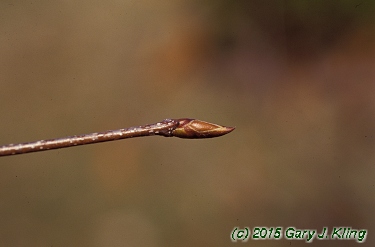 Betula lenta