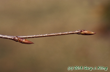 Betula lenta
