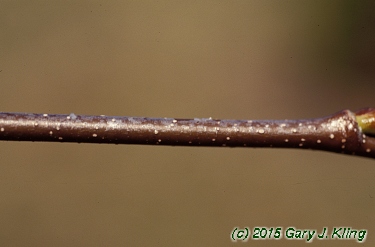 Betula lenta
