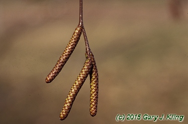Betula lenta