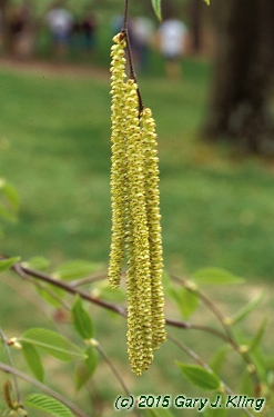 Betula lenta