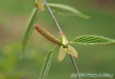 Betula lenta
