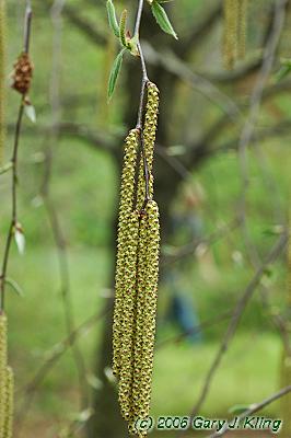 Betula lenta