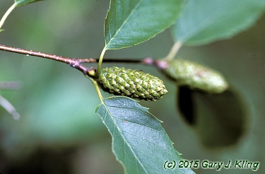 Betula lenta