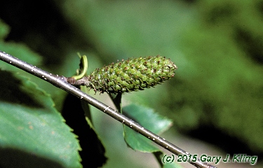 Betula lenta