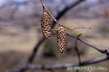 Betula lenta