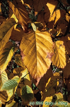 Betula lenta