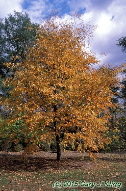Betula lenta