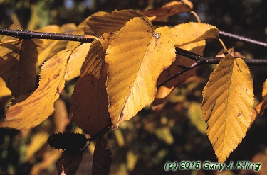 Betula lenta