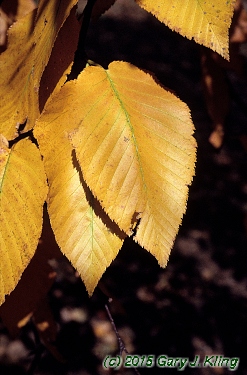 Betula lenta