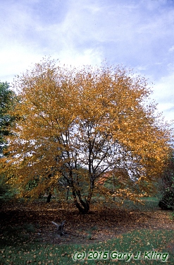 Betula lenta