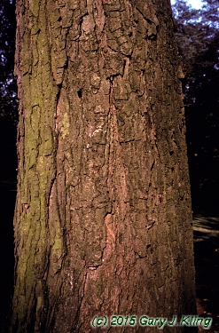 Betula lenta