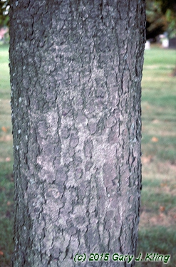 Betula lenta