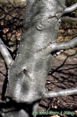 Betula lenta