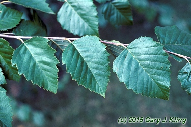 Betula nigra