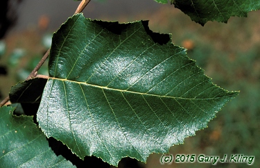 Betula nigra