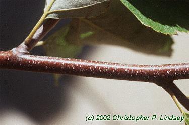 Betula nigra