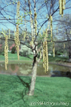 Betula nigra