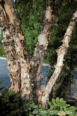 Betula nigra