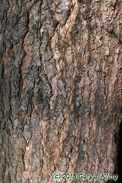 Betula nigra
