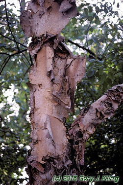 Betula nigra
