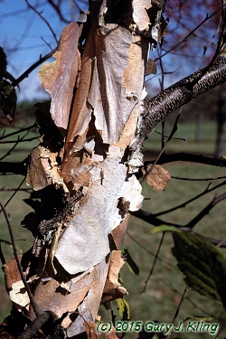 Betula nigra