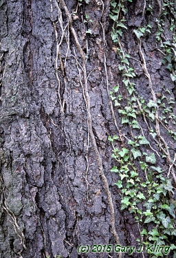 Betula nigra