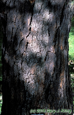 Betula nigra
