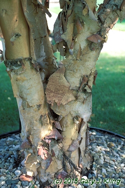 Betula nigra 'Cully' (Heritage [R])