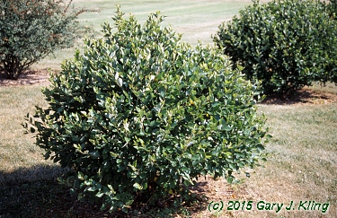 Betula nigra 'Little King' (Fox Valley [R])