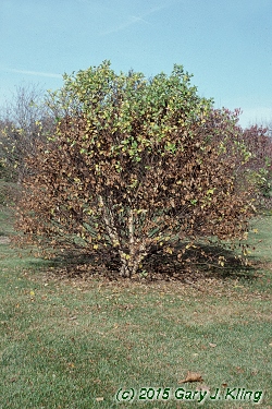 Betula nigra 'Little King' (Fox Valley [R])