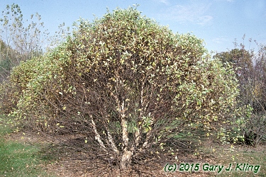 Betula nigra 'Little King' (Fox Valley [R])