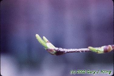 Betula papyrifera