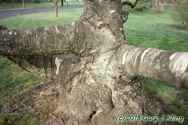 Betula papyrifera