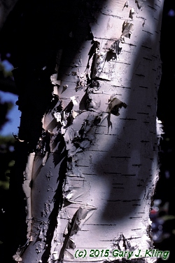 Betula papyrifera