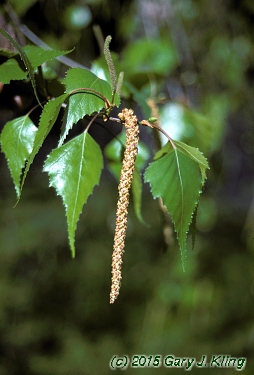 Betula populifolia