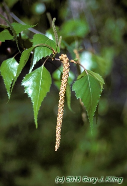Betula populifolia