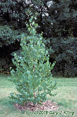 Betula populifolia 'Whitespire'