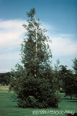 Betula populifolia 'Whitespire'